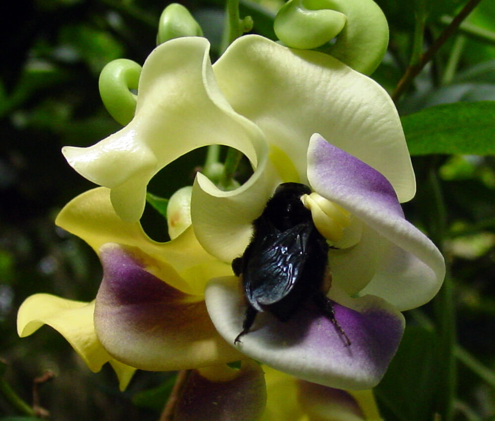 Cochliasanthus caracalla